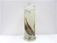 藏品(安東氏飛魚)的圖片